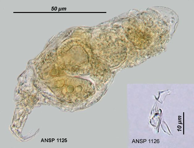 Image of Bryceella stylata (Milne 1886)