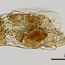 Image of Cephalodella compressa Myers 1924