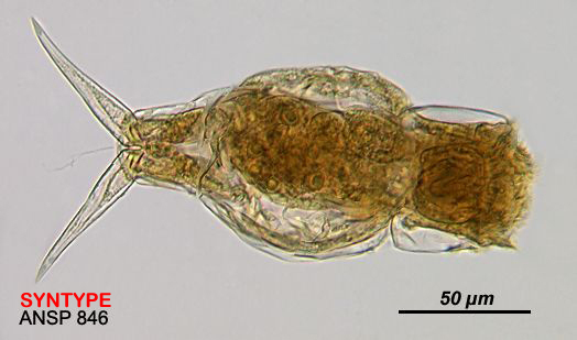 Image of Cephalodella conjuncta Myers 1940