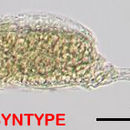 Image of Cephalodella elegans Myers 1924