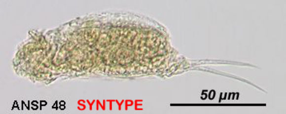 Image of Cephalodella elegans Myers 1924