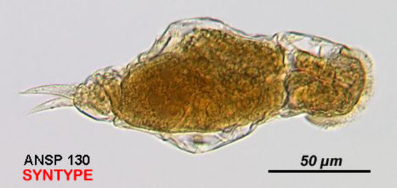 Image of Cephalodella eunoma Myers 1940