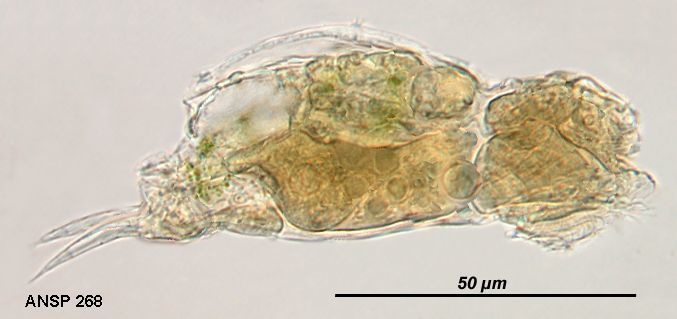 Image of Cephalodella exigua (Gosse 1886)