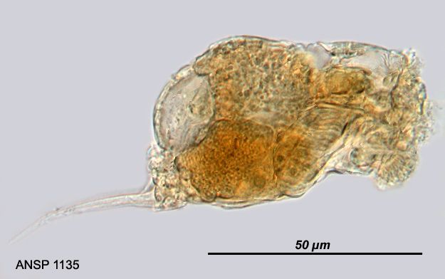 Image of <i>Cephalodella galbina</i>