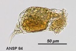 Image of Cephalodella globata (Gosse 1887)