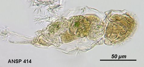 Image of Cephalodella hyalina Myers 1924