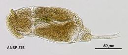 Image of Cephalodella lepida Myers 1934