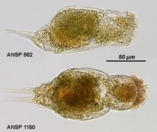Image of Cephalodella mira Myers 1934