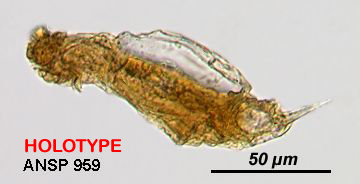 Image of Cephalodella montana Myers 1942