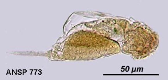 Image of Cephalodella mucosa Myers 1934