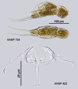 Image of Cephalodella mucronata Myers 1924