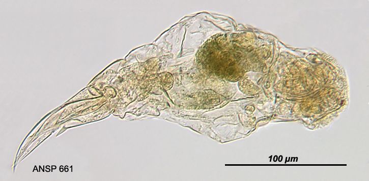 Image of Cephalodella panarista Myers 1924