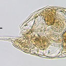 Image of Cephalodella planera Myers 1940
