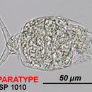 Image of Cephalodella songkhlaensis Segers & Pholpunthin 1997