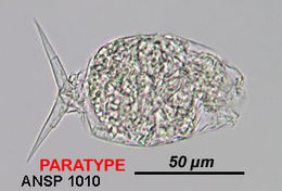 Image of Cephalodella songkhlaensis Segers & Pholpunthin 1997