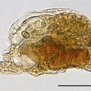 Image of Cephalodella subsecunda Myers 1942