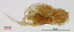 Image of Cephalodella subsecunda Myers 1942