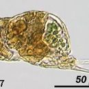 Image of Cephalodella tantilla Myers 1924