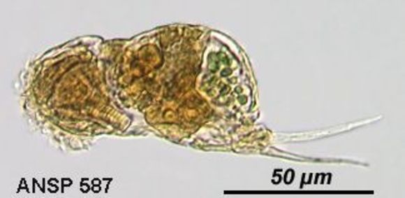 Image of Cephalodella tantilla Myers 1924