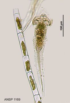 Image of <i>Collotheca campanulata</i>