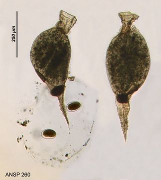 Image of Collotheca crateriformis Offord 1934