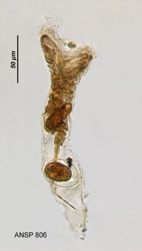 Image of Collotheca mutabilis (Hudson 1885)