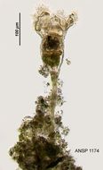 Image of <i>Collotheca trilobata</i>