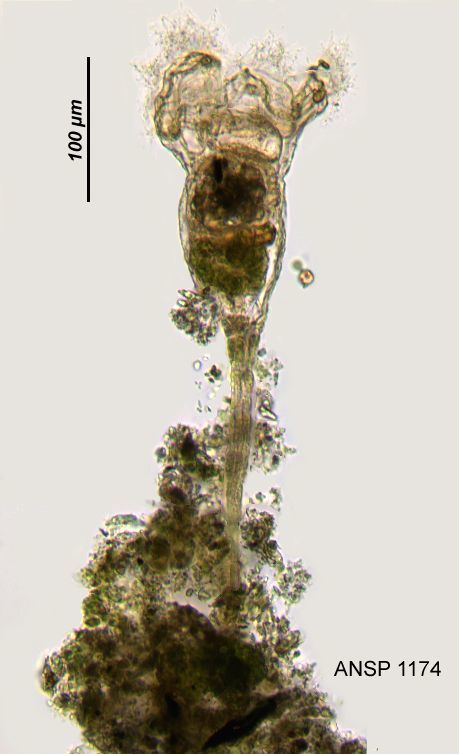 Image of <i>Collotheca trilobata</i>