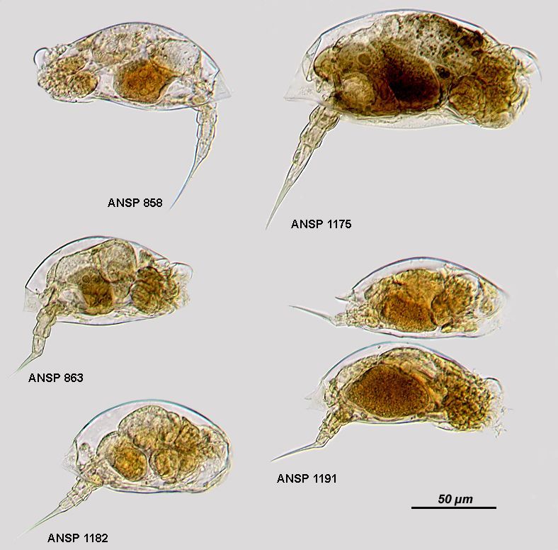 Image of <i>Colurella adriatica</i>