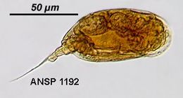 Image of <i>Colurella geophila</i>