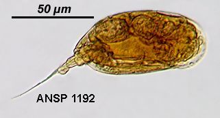 Image of <i>Colurella geophila</i>