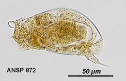 Image of Colurella uncinata (Müller 1773)