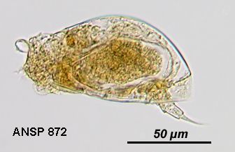 Image of Colurella uncinata (Müller 1773)