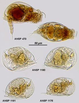 Image of Colurella uncinata bicuspidata (Ehrenberg 1773)