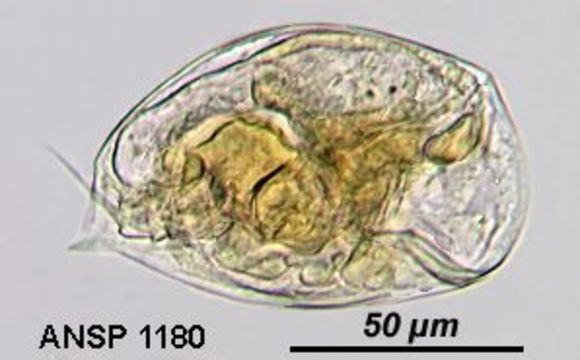 Image of Colurella uncinata deflexa (Ehrenberg 1773)