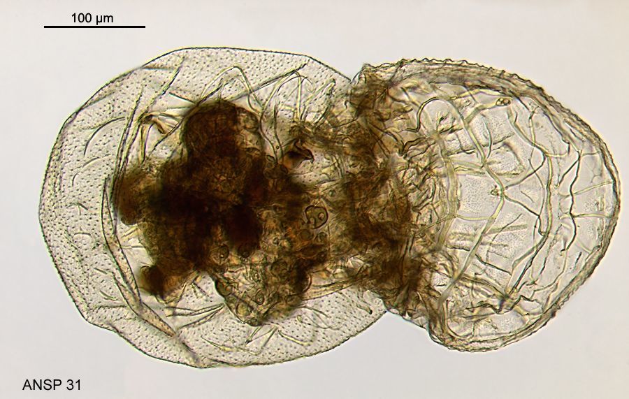 Image of <i>Cupelopagis vorax</i>