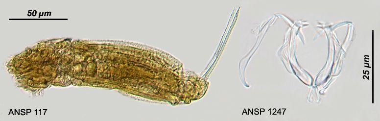 Image of <i>Dicranophoroides caudatus</i>