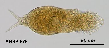 Image of Dicranophorus colastes Harring & Myers 1928