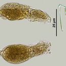 Слика од Dicranophorus corystis Harring & Myers 1928