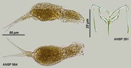 Image of Dicranophorus corystis Harring & Myers 1928