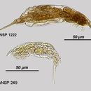 Слика од Dicranophorus facinus Harring & Myers 1928