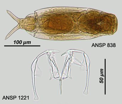 Image of Dicranophorus grandis (Ehrenberg 1832)