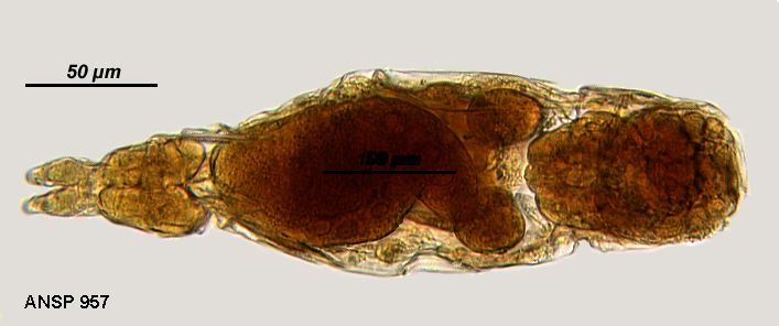 Image of Dicranophorus hauerianus Wiszniewski 1939