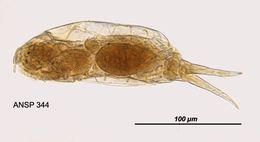 Image of <i>Dicranophorus capucinus</i>