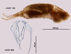 Image of <i>Dicranophorus hercules</i>