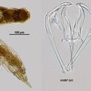 Слика од Dicranophorus isothes Harring & Myers 1928