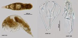 Image of Dicranophorus isothes Harring & Myers 1928
