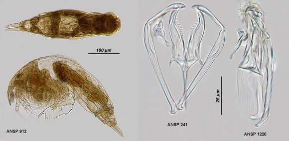 Слика од Dicranophorus isothes Harring & Myers 1928