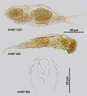 Image of Dicranophorus luetkeni (Bergendal 1892)