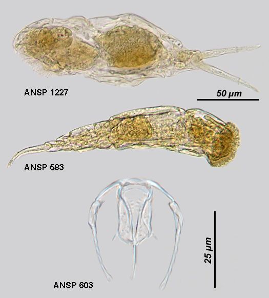 Image of Dicranophorus luetkeni (Bergendal 1892)